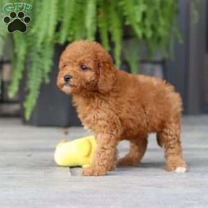 Ace, Cavapoo Puppy